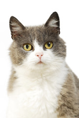Portrait einer weiß grauen Hauskatze isoliert auf weißem Grund