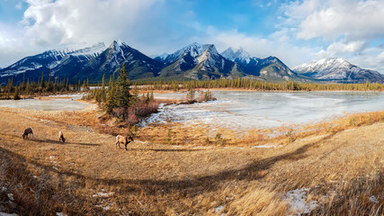 Panoramic view of bighorn sheep (Ovis canadensis) in the landscape, Jasper National Park, Alberta,...