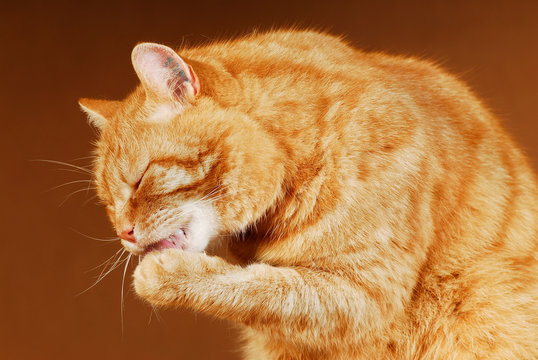 Roter Kater schleckt sich die Pfote