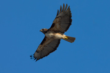 Red-tailed hawk flying, seen in the wild in North California
