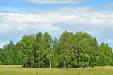 Sunny landscape in the forest.