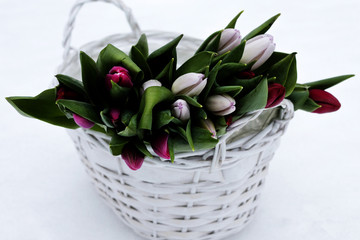 Bouquet of pink tulips in a wicker pot on white snow