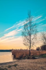 Beautiful morning landscape. Bushes and trees by the lake.