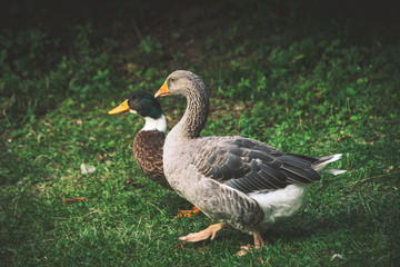 Obraz premium couple of ducks on grass at farm summer day