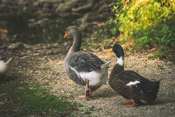 couple of ducks at farm summer day