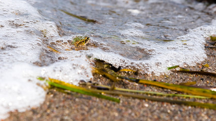frog submerged of water