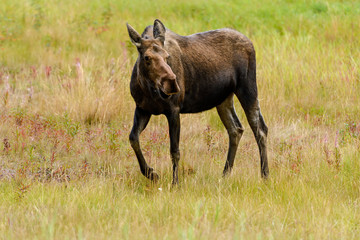 Fototapeta na wymiar Moose (Alces alces) in Yukon Territory, Canada