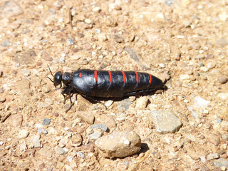 Red-striped Oil Beetle, Aracena, Spain