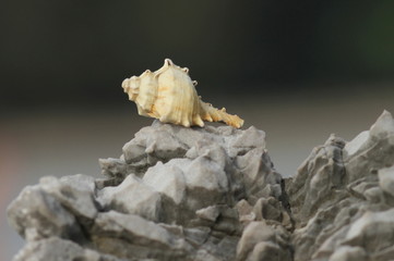 muszla © shutterfil77