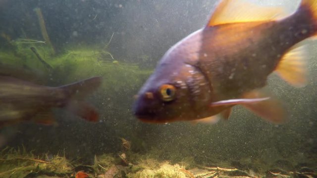Artificial carp pond. Underwater image of fishes that swims very close to the camera