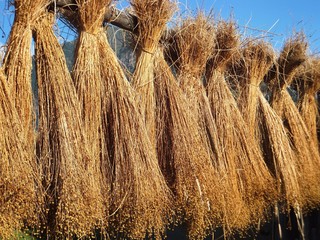 Flachs beim Trocknen