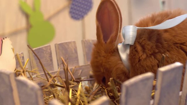 Fluffy rabbit easter celebration traditional symbol concept wearing bow sitting in box