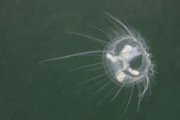 Freshwater jellyfish (Craspedacusta sowerbii) in nature habitat. Live in the lake. Underwater photography of Jellyfish that are also known as hydromedusae. Invasive species. Life as a tiny polyp.