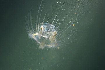 Freshwater jellyfish (Craspedacusta sowerbii) in nature habitat. Live in the lake. Underwater photography of Jellyfish that are also known as hydromedusae. Invasive species. Life as a tiny polyp. © Rostislav