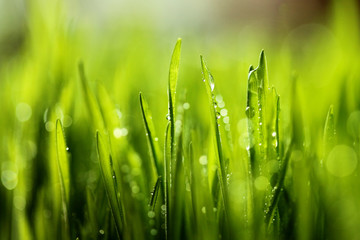 Obraz premium Fresh green grass with water drops . Selective focus.Spring theme.Concept freshness.Macro shot