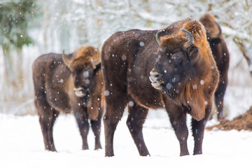 Large brown bisons Wisent family near winter forest with snow. Herd Of European Aurochs Bison, Bison Bonasus. Nature habitat. Selective focus.