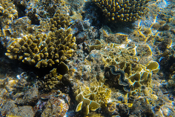 Coral in the Red Sea. Egypt, Africa.