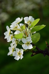 Birnenblüte im Sonnenschein
