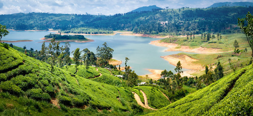 Beautiful view on tea plantation near Nuwara Eliya, Sri Lanka - obrazy, fototapety, plakaty