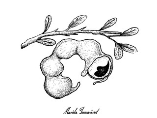 Hand Drawn of Fresh Manila Tamarind Fruit