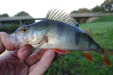 Perch caught on dropshot rig