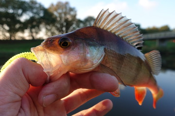 Perch caught on dropshot