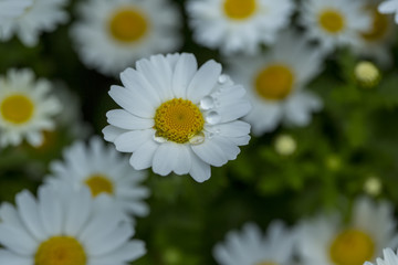Daisy flower in natural environment