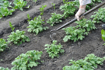 gardener pull up weeds with a hoe in the potato plantation in the vegetable garden