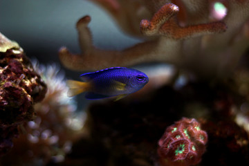 Yellowtail damsel fish