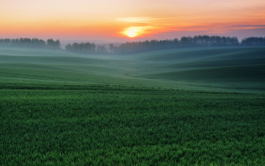 spring field. picturesque hilly field. agricultural field in spring