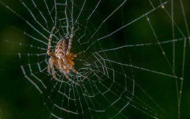 Spider on web