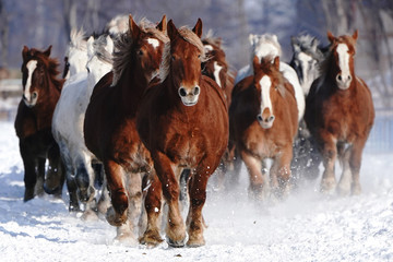 雪原を走る馬の集団