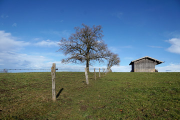 Haystead and lonely tree