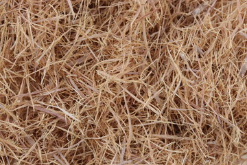 Katzenkralle - Heilpflanze