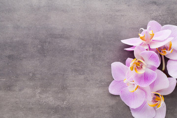 Obraz na płótnie Canvas Pink orchid flower on a gray textured background, space for a text.