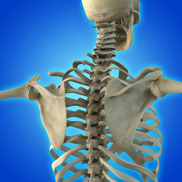 Skeletal structure back view isolated on blue