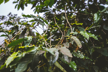 Cultivation of coffe on the island of Santo Antao, Cape Verde
