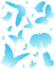 beautiful blue butterflies, isolated  on a white