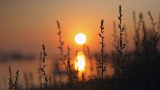 Golden sunset reflection in water. View through the grass on river bank