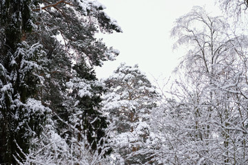 Trees covered with snow in the winter.