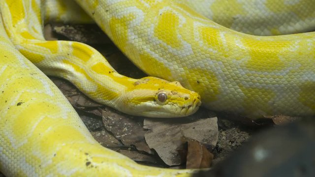 Close up video - Yellow Reticulated python  lies  on the ground in wet tropical  jungle. 