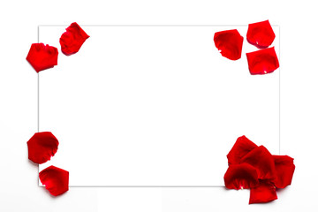 Red rose petals on white