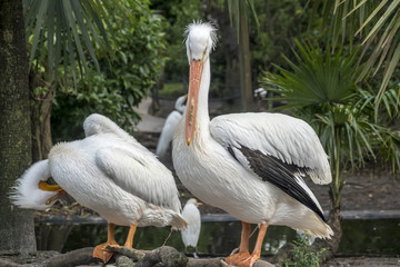 reat white pelican,Pelecanus onocrotalus