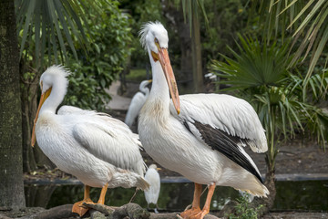 Fototapeta na wymiar reat white pelican,Pelecanus onocrotalus