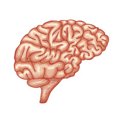 Engraving brain illustration, Hand Drawn Anatomical Illustration. Vector