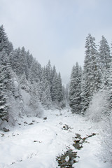 Zugefrorener Bach bei einem Waldeingang