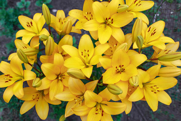 Obraz premium Beautiful yellow lilies in a bouquet