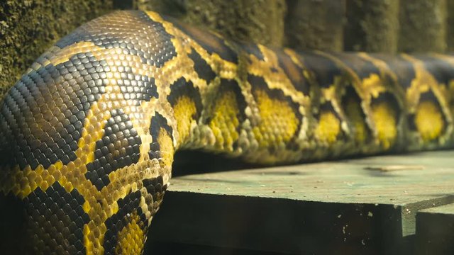 Close up video &mdash; Burmese python moving body. 