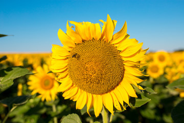 Fototapeta premium Sunflower field landscape