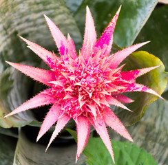 close up view of the  bromeliad  flower.